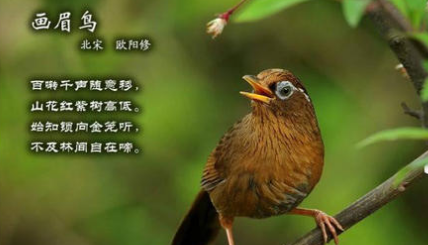 宋诗赏析之画眉鸟，该诗的作者在诗中有什么隐喻？