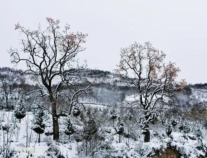 杨万里《雪后晚晴四山皆青惟东山全白赋最爱东山晴后雪二绝句》原文、注释译文及赏析