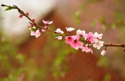 唐代诗人刘禹锡《竹枝词·山桃红花满上头》原文、译文注释及赏析