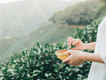 历史上有哪些关于夏季饮茶的诗作？诗人描写了怎样的场景？