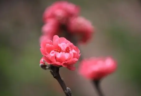 韩愈所作的《题百叶桃花》，以景抒发诗人愉悦的性情