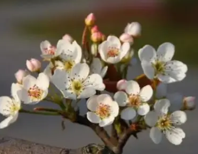 韩愈所作的《闻梨花发赠刘师命》，以惜花托友情